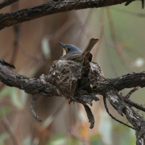 Myiagra rubecula at Ainslie, ACT - suppressed