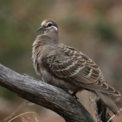 Phaps chalcoptera (Common Bronzewing) at Mount Ainslie - 27 Jan 2021 by jbromilow50