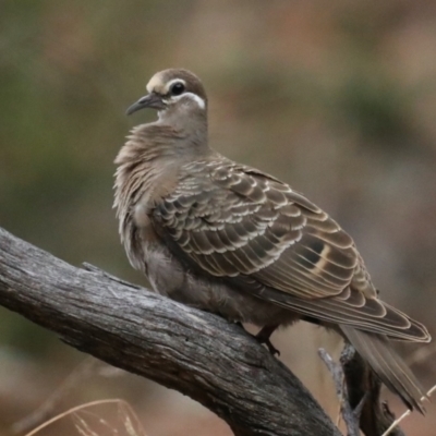 Phaps chalcoptera (Common Bronzewing) at Mount Ainslie - 27 Jan 2021 by jb2602