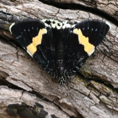 Eutrichopidia latinus (Yellow-banded Day-moth) at Ainslie, ACT - 27 Jan 2021 by jb2602