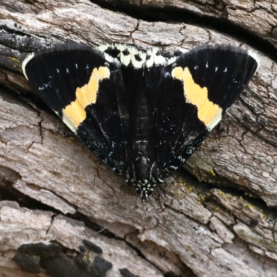 Eutrichopidia latinus (Yellow-banded Day-moth) at Ainslie, ACT - 27 Jan 2021 by jbromilow50