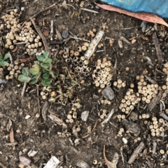 Cyathus sp. (A Bird's Nest Fungus) at Hughes, ACT - 27 Jan 2021 by ruthkerruish