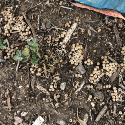 Cyathus sp. (A Bird's Nest Fungus) at Hughes Garran Woodland - 27 Jan 2021 by ruthkerruish