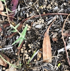 Cyathus sp. at Hughes, ACT - 28 Jan 2021 10:50 AM
