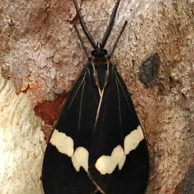Nyctemera amicus (Senecio Moth, Magpie Moth, Cineraria Moth) at Mount Ainslie - 27 Jan 2021 by jb2602
