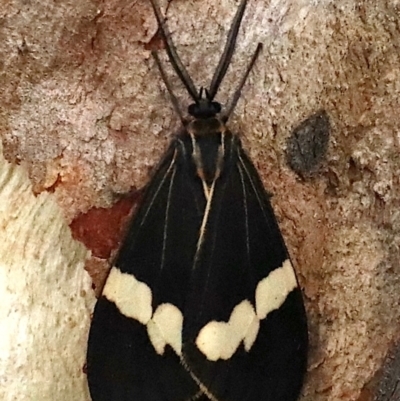 Nyctemera amicus (Senecio Moth, Magpie Moth, Cineraria Moth) at Majura, ACT - 27 Jan 2021 by jb2602