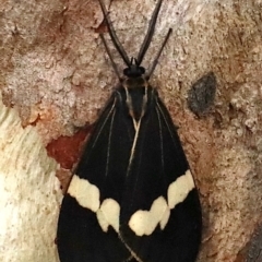Nyctemera amicus (Senecio or Magpie moth) at Majura, ACT - 27 Jan 2021 by jbromilow50
