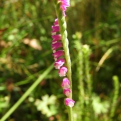 Spiranthes australis (Austral Ladies Tresses) at Gibraltar Pines - 25 Jan 2021 by MatthewFrawley