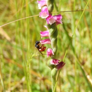 Exoneura sp. (genus) at Paddys River, ACT - 25 Jan 2021