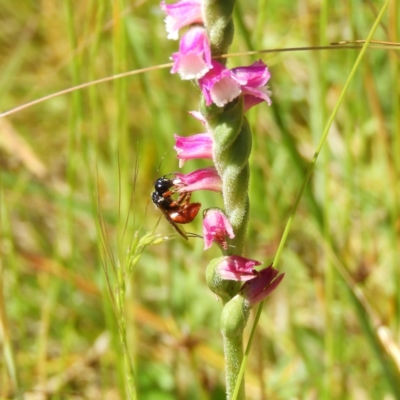 Exoneura sp. (genus) (A reed bee) at Gibraltar Pines - 25 Jan 2021 by MatthewFrawley