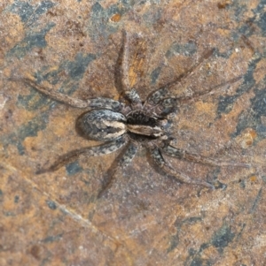 Venatrix sp. (genus) at Googong, NSW - 26 Jan 2021