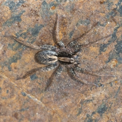 Venatrix sp. (genus) (Unidentified Venatrix wolf spider) at Googong, NSW - 25 Jan 2021 by WHall