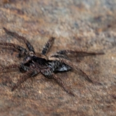 Venatrix sp. (genus) at Googong, NSW - 26 Jan 2021