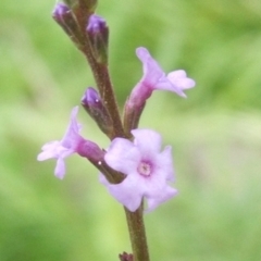 Verbena officinalis (Vervain) at Nangus, NSW - 7 Mar 2011 by abread111