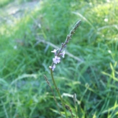 Verbena officinalis at Nangus, NSW - 7 Mar 2011