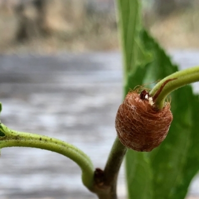 Unidentified Insect at Aranda, ACT - 26 Jan 2021 by KMcCue