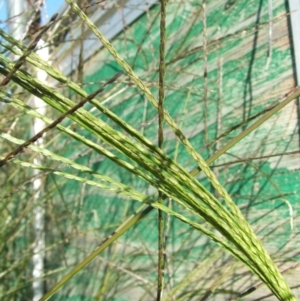 Digitaria sanguinalis at Jones Creek, NSW - 23 Feb 2011 05:11 PM