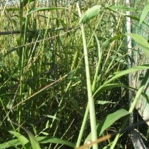 Digitaria sanguinalis at Jones Creek, NSW - 23 Feb 2011