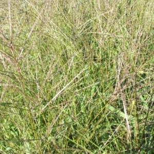 Digitaria sanguinalis at Jones Creek, NSW - 23 Feb 2011