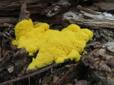 Fuligo septica (Scrambled egg slime) at Forde, ACT - 27 Jan 2021 by RobParnell