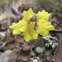 Goodenia hederacea subsp. hederacea (Ivy Goodenia, Forest Goodenia) at Mulligans Flat - 27 Jan 2021 by RobParnell