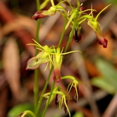 Cryptostylis subulata (Cow Orchid) at Fitzroy Falls, NSW - 28 Jan 2021 by Snowflake