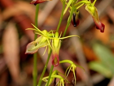 Cryptostylis subulata (Cow Orchid) at Fitzroy Falls, NSW - 28 Jan 2021 by Snowflake