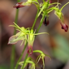 Cryptostylis subulata at Fitzroy Falls, NSW - 28 Jan 2021