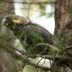Calyptorhynchus lathami (Glossy Black-Cockatoo) at Fitzroy Falls, NSW - 28 Jan 2021 by Snowflake