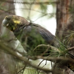 Calyptorhynchus lathami lathami (Glossy Black-Cockatoo) at Fitzroy Falls, NSW - 28 Jan 2021 by Snowflake