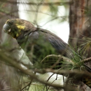 Calyptorhynchus lathami at Fitzroy Falls, NSW - 28 Jan 2021