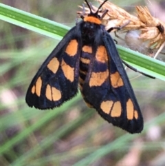 Amata (genus) (Handmaiden Moth) at Kowen Escarpment - 28 Jan 2021 by JaneR