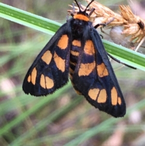 Amata (genus) at Kowen, ACT - 28 Jan 2021 12:37 PM