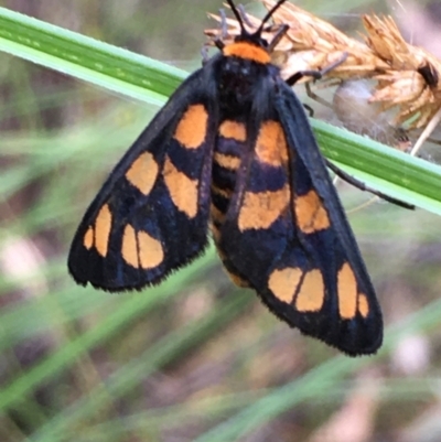 Amata (genus) (Handmaiden Moth) at Kowen, ACT - 28 Jan 2021 by JaneR