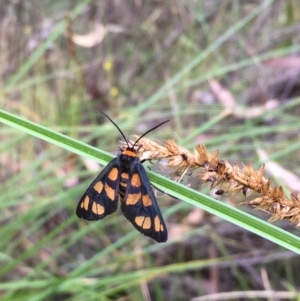 Amata (genus) at Kowen, ACT - 28 Jan 2021 12:37 PM