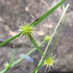 Cyperus sphaeroideus (Scented Sedge) at Kowen, ACT - 28 Jan 2021 by JaneR