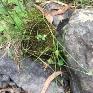 Cyperus sphaeroideus at Kowen, ACT - 28 Jan 2021