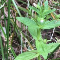 Gratiola pedunculata (Brooklime) at Kowen, ACT - 28 Jan 2021 by JaneR