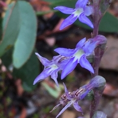 Lobelia gibbosa (Tall Lobelia) at Kowen, ACT - 28 Jan 2021 by JaneR