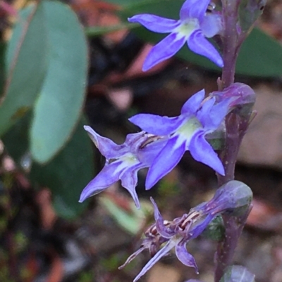 Lobelia gibbosa (Tall Lobelia) at Kowen Escarpment - 28 Jan 2021 by JaneR