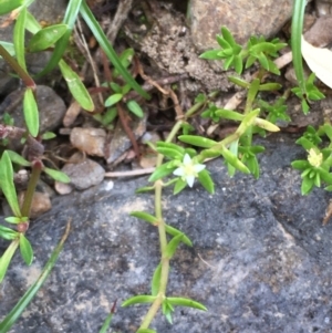 Crassula helmsii at Kowen, ACT - 28 Jan 2021