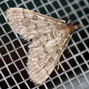 Metasia liophaea at O'Connor, ACT - 20 Jan 2021 10:22 PM