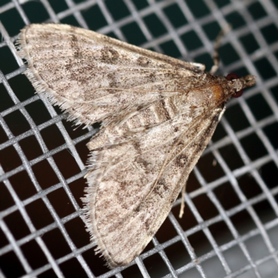 Metasia liophaea (A Crambid moth) at O'Connor, ACT - 20 Jan 2021 by ibaird