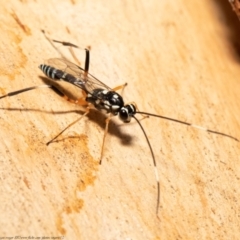 Stenarella victoriae (An ichneumon parasitic wasp) at Latham, ACT - 28 Jan 2021 by Roger