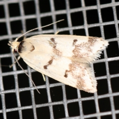 Compsotropha strophiella (A Concealer moth (Wingia group)) at O'Connor, ACT - 20 Jan 2021 by ibaird