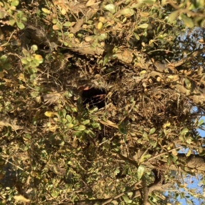 Acanthiza chrysorrhoa (Yellow-rumped Thornbill) at Watson, ACT - 19 Jan 2021 by waltraud