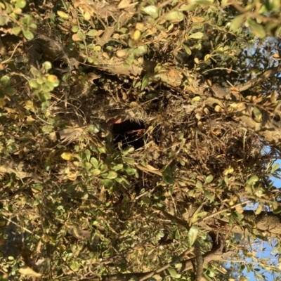 Acanthiza chrysorrhoa (Yellow-rumped Thornbill) at The Fair, Watson - 19 Jan 2021 by waltraud