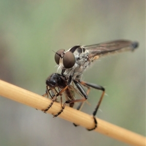 Cerdistus varifemoratus at Aranda, ACT - 27 Jan 2021