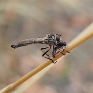 Cerdistus varifemoratus at Aranda, ACT - 27 Jan 2021 03:02 PM