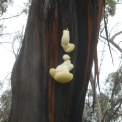 Laetiporus portentosus (White Punk) at Mount Clear, ACT - 27 Jan 2021 by JBrickhill